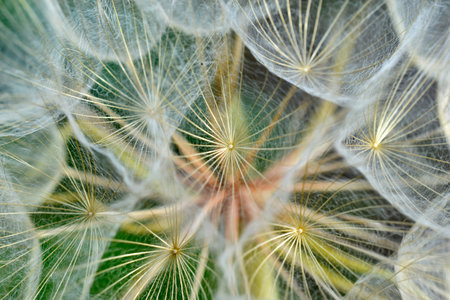 Giant dandelion close-up macro photo in summer afternoon. beauty face. soft focus.