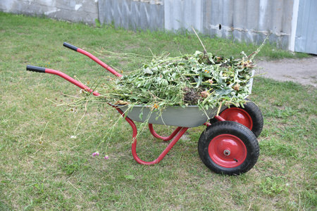 Garden iron cart with grass in the garden. home garden.
