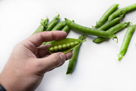 Green fresh peas in hand on a white background. An open string of fresh peas.の写真素材