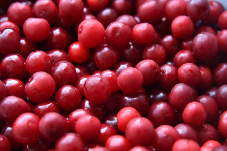 Large red ripe cherry close-up. background of cherry berries. healthy eating.の写真素材