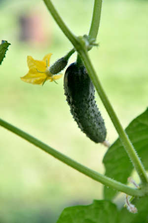 Cucumbers with yellow flowers in a greenhouse in summer. Growing cucumbers in a greenhouse. farmer field.の写真素材