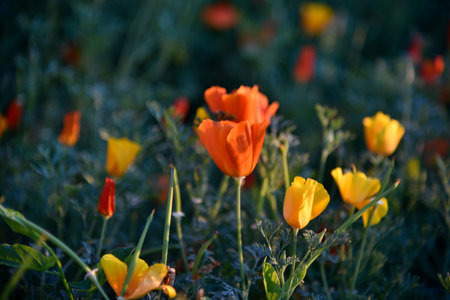 Multicolored closed flowers of Ashsholtsia in the evening light of the sun. Beautiful flowers in the evening.の写真素材