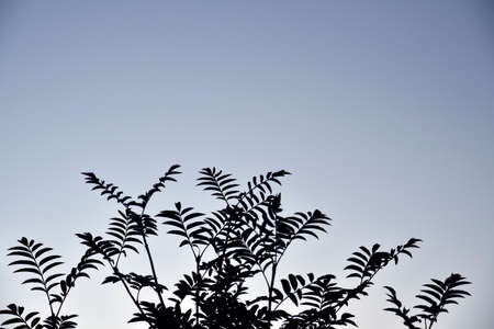 Leaves and branches of mountain ash against the blue sky.の写真素材