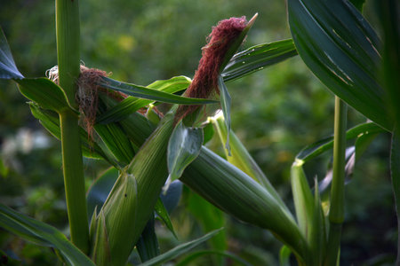 Ripe ears of corn on the stems of the plant in the evening. Ripening corn in the garden on a summer...