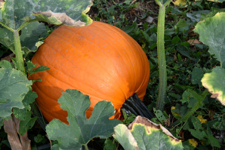 Orange pumpkin in a green garden in summer. Ripe pumpkin fruit in summer. summer holiday.