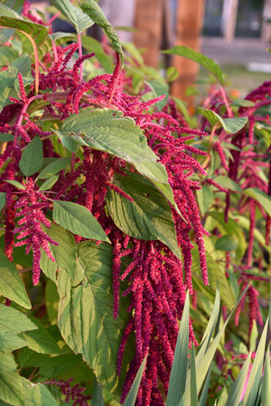 Decorative amaranth flowers on a green bush in a summer garden. Beautiful red hanging amaranth flowers.の写真素材