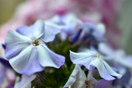 Beautiful Phlox paniculata flowers are blue and pink close-up. Macrophoto of phlox in summer. Pink skincare background.の写真素材