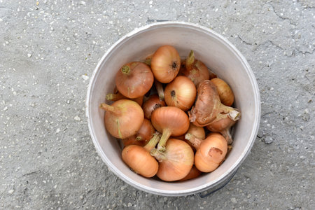 Large onion bulbs in a white bucket in autumn. Beautiful and large bulbs.の写真素材