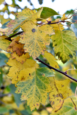 Red green and yellow autumn leaves on the tree. beautiful autumn leaves. autumn season concept.の写真素材