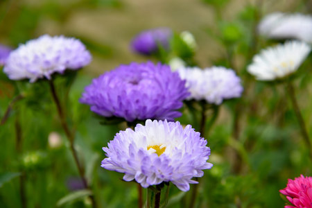 Multicolored aster flowers close-up. Large beautiful aster flowers. natural pattern.
