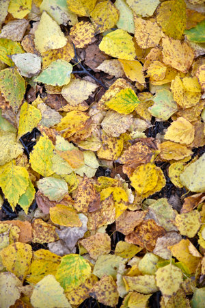 Autumn leaves on the soil in the forest. Beautiful yellow and red leaves. natural beauty.の写真素材