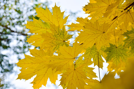 Yellow-green beautiful and large maple leaves on a white sky background. Beautiful background of...