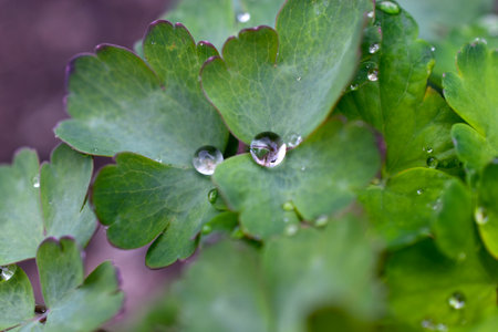 A light drop of water after rain on the green leaves of flowers. A drop of water close-up in the garden. water ripple. water waves.の写真素材