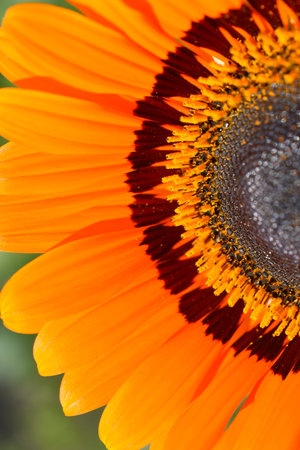 Yellow flowers of Venidium marigold Venidium calendulaceum close-up. Yellow flowers and stamens macrophoto. nature background. retro design.の写真素材