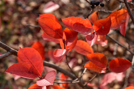 Beautiful red leaves and fruits of the chokeberry in the autumn garden. Beautiful autumn leaves and...