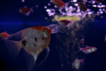 Beautiful aquarium fish Scalars in clear water with algae. A genus of fish in the Cichlid family. Aquarium fish at home.の写真素材