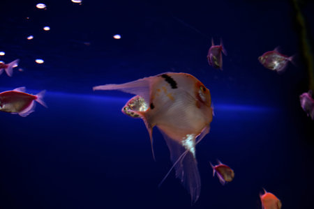 Beautiful aquarium fish Scalars in clear water with algae. A genus of fish in the Cichlid family....