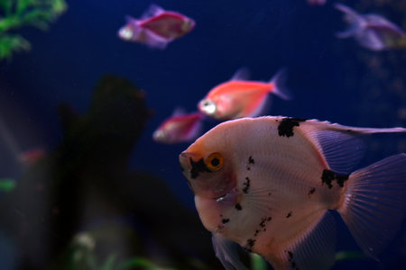 Beautiful aquarium fish Scalars in clear water with algae. A genus of fish in the Cichlid family. Aquarium fish at home.の写真素材