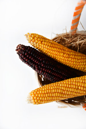 Dried red and yellow corn in a wicker basket. healthy diet. autumn nature.の写真素材