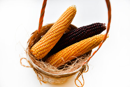 Dried red and yellow corn in a wicker basket. healthy diet. autumn nature.の写真素材