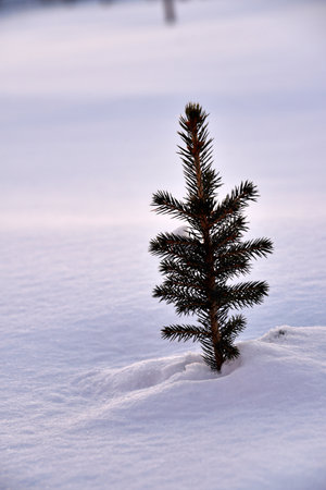 A small pine tree in the snow in the winter afternoon. A beautiful little Christmas tree in a winter field. Frozen spruce.の写真素材