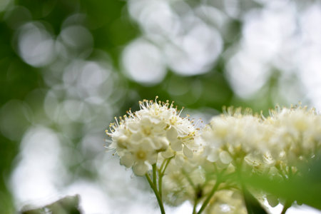 Beautiful white flowers close-up. flower cherry. spring white flowers. Prunus padus.の写真素材