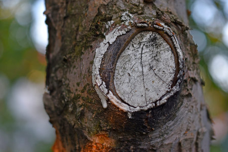 A tree trunk in close-up and the rays of the setting sun. tree bark and sun rays.