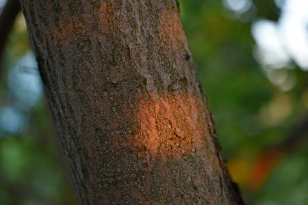 A tree trunk in close-up and the rays of the setting sun. tree bark and sun rays.の写真素材