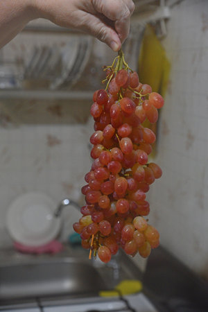 A branch of red grapes in his hand. Juicy and delicious grapes.