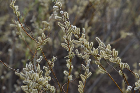 Spring earrings on a willow tree. willow branches in spring.の写真素材