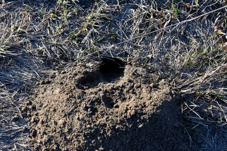 A hole in the ground. groundhog burrow in the field.