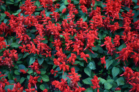 Red park flowers in the city square. Large salvia flowers.の写真素材