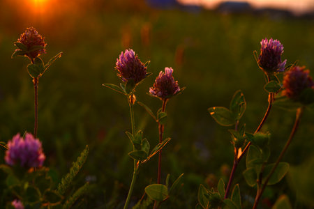 Meadow clover flowers in the sunlight. Meadow clover in the setting sun.の写真素材