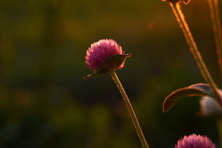 Meadow clover flowers in the sunlight. Meadow clover in the setting sun.