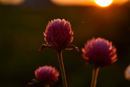 Meadow clover flowers in the sunlight. Meadow clover in the setting sun.の写真素材