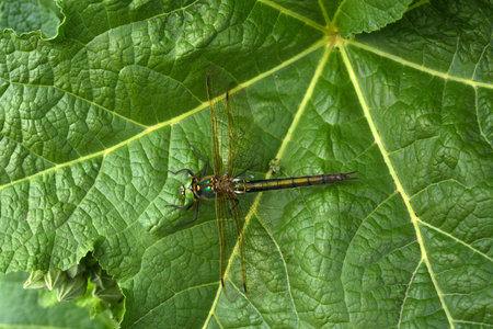 Dragonfly on a green leaf. A large dragonfly. A predatory insect.の写真素材
