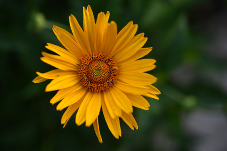 A large yellow flower. A flower similar to a sunflower. Yellow stars.の写真素材