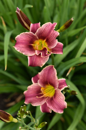 A bright orange lily in the garden. red lily. Beautiful lily flowers.の写真素材
