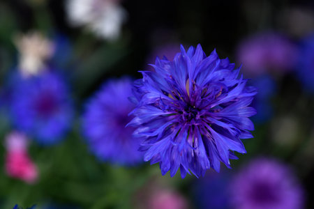 Centaurea paniculata. Aster flowers in the garden. Multicolored small Asteraceae flowers.の写真素材