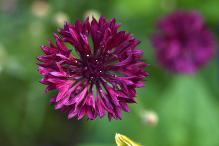 Centaurea paniculata. Aster flowers in the garden. Multicolored small Asteraceae flowers.の写真素材