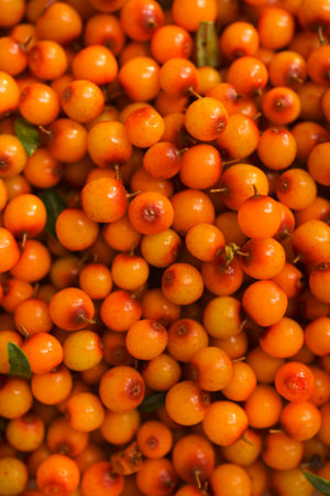 Orange sea buckthorn berries. Hippophae. Background of sea buckthorn berries.の写真素材