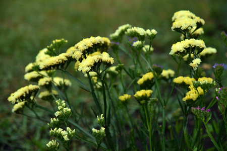 Yellow Limonium vulgare flowers in the summer garden. flowers close-up.の写真素材