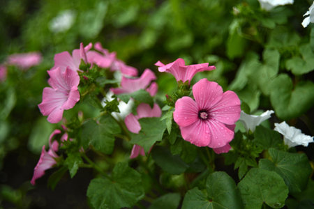 Pink lavater flowers in a summer green garden. Lavatera trimestris.の写真素材