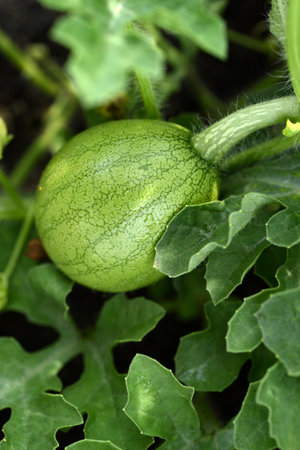 Green ripe watermelon on a bush in the garden. Watermelon fruit in raindrops in summer.の写真素材