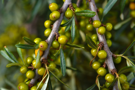 Not ripe sea buckthorn berries on the branches. green berries.