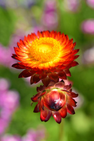 Straw flower or Everlasting or Straw flower or Helichrysum bracteatumの写真素材