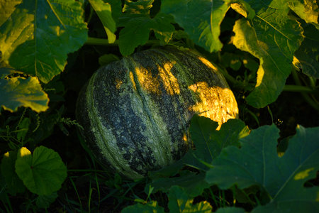 Green pumpkin in the garden. Pumpkin fruit in the rays of the setting sun in summer. Vegetables in the garden.の写真素材