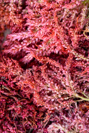Dried amaranth flowers. Branches flowers and leaves of red and yellow amaranth. Herbarium.の写真素材