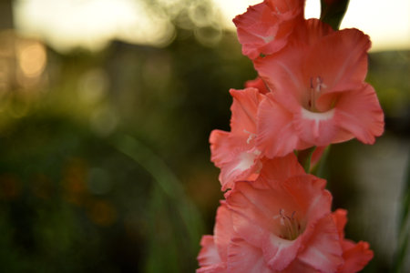 Bright orange and pink gladioli flowers on a green garden. Beautiful color of Gladiolus L flowers in a beautiful side.の写真素材