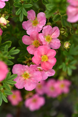 Beautiful pink Potentilla flowers on a green bush. Small red flowers of Rosaceae.の写真素材